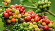Giá cà phê tăng do tốc độ giao hàng chậm từ Brazil