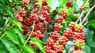 Ngược chiều thế giới, giá cà phê tại khu vực Tây Nguyên hôm nay tiếp tục tăng