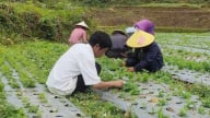Lào Cai đánh thức tiềm năng cây dược liệu, “hóa giải” cái nghèo nơi xã vùng cao Lùng Phình 