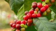 Giá cà phê đạt mức cao kỷ lục gây áp lực cho doanh nghiệp và người tiêu dùng