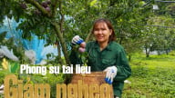 Cây đặc sản – Lối thoát nghèo nơi vùng cao Phiêng Khoài, Sơn La