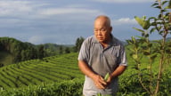 Cây chè - 'chìa khóa' giúp nông dân Tuyên Quang giảm nghèo bền vững