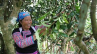 Loại cây cổ thụ hoành tráng này mọc ở xã Pà Cò, tỉnh Phú Thọ, hái búp non bán tốt, người ta đang lên xem