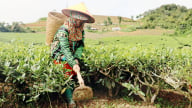 Cây chè Phiêng Cằm - 'Chìa khóa' xóa đói giảm nghèo cho đồng bào dân tộc thiểu số ở Sơn La