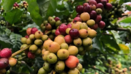 Robusta giảm trở lại, cà phê của Brazil có thể được miễn áp thuế 50% từ phía Mỹ?
