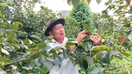 Cây hồng giòn bén rễ vùng đất khó Phiêng Cằm: Giải bài toán thoát nghèo cho đồng bào dân tộc thiểu số