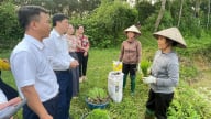 Tuyên Quang đưa giống lúa ngon nhất thế giới ST25 vào trồng thử nghiệm ở Hồng Sơn