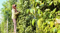 Giá tiêu đi ngang, thị trường sẽ sôi động hơn khi các nhà nhập khẩu cần bổ sung tồn kho