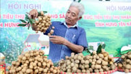 Loại quả đặc sản ngon ngọt này của tỉnh Hưng Yên đang ngày càng tự tin 'ra chợ thế giới'