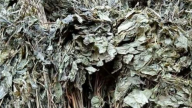 Loại lá đắt đỏ bậc nhất thế giới, 150 triệu đồng/kg, chỉ duy nhất Việt Nam sở hữu