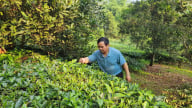 Mô hình trồng chè xanh đồi đẹp như phim, tay nghề nông dân nơi này ở Lai Châu tăng lên, thu nhập tốt hơn hẳn