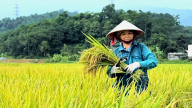 Mô hình trồng lúa thông minh, giảm phát thải khí nhà kính, giúp nông dân Lào Cai tăng thu nhập bền vững