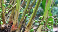 Loại hạt đắt đỏ bậc nhất thế giới, 2 triệu đồng/kg, ở Việt Nam trồng bạt ngàn