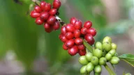 Giá cà phê đang ở mức cao nhất 3 tháng qua