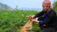 Chàng trai Mông Sơn La về quê làm nông dân kiểu mới, xây dựng mô hình rau hữu cơ, an toàn