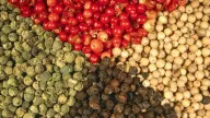 Giá tiêu hôm nay giữ đỉnh cao nhất ở Đắk Nông, Đắk Lắk (cũ) 