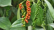Giá tiêu tăng mạnh, xuất khẩu khởi sắc, ngành tiêu vẫn rất cần đa dạng hóa thị trường