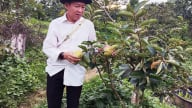 Loại cây ra quả ngon ngọt, ăn giòn đang giúp nông dân một xã ở Sơn La có thu nhập tốt, giảm nghèo, có hộ khá giả lên