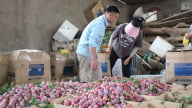 Nông thôn Tây Bắc: Cây ăn quả nâng cao thu nhập cho đồng bào các dân tộc Phiêng khoài