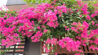 5 loại cây trong nhà cứ nở hoa là tài lộc sắp đến