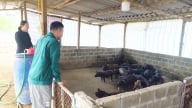 Chăn nuôi lợn ở một xã Sơn La: Tái đàn gắn liền với 'lá chắn' dịch bệnh