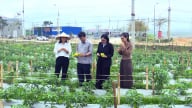 Xã Phù Yên, tỉnh Sơn La, dân trồng giống ớt gì mà cây thấp tè đã thả quả to bự tha la mặt đất, cứ bẻ là bán hết veo?