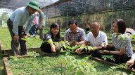 Đoàn công tác tỉnh Lạng Sơn tham quan mô hình trồng sâm Ngọc Linh tại Sơn La của ông Nguyễn Chí Long