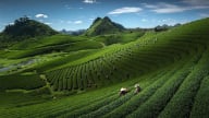 Du lịch ở Sơn La: Những địa điểm nổi tiếng này đã đến là phải check-in