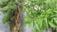 Loại cây cực dễ trồng, được ví như “thần giữ của”: Vị trí trồng chuẩn phong thủy giúp hút tài lộc, may mắn