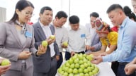 Đất dốc hóa “mỏ vàng”: Mường Bú xây dựng vùng cây ăn quả quy mô lớn