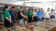 Hội Nông dân Lai Châu học tập kinh nghiệm mô hình kinh tế tại Tuyên Quang 
