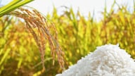 Lúa gạo Việt Nam tiếp giá cao, loại gạo gì đang có giá tốt nhất, cứ chào bán là 'chốt đơn' thành công?