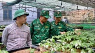 Nông thôn Tây Bắc: Trang bị kỹ thuật trồng sâm Lai Châu cho cán bộ, chiến sĩ Bộ đội Biên phòng   