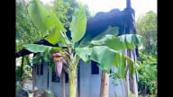 Cây phong thủy mỗi ngày: 3 lý do nhiều người tránh trồng chuối trước nhà