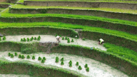 Nông dân Tả Van (Lào Cai) nhộn nhịp xuống đồng cấy lúa sau những cơn mưa nặng hạt