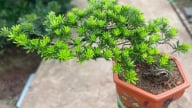 3 loại cây đặt trong nhà có thể sống trăm năm: Được xem như 'báu vật' để lại cho con cháu