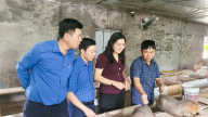 Hội Nông dân Khánh Hòa tham quan mô hình nuôi bồ câu, dúi, heo siêu nạc,... cho thu nhập tiền tỷ của nông dân Bắc Ninh
