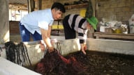 Nông thôn Tây Bắc: Khi nhà nông bắt tay làm 'nông nghiệp xanh', thu hàng trăm triệu từ những mô hình độc, lạ ở Nậm Tăm