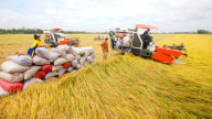 Việt Nam là một trong những quốc gia ghi nhận mức tăng giá gạo xuất khẩu mạnh nhất