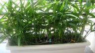 4 lý do vì sao trồng cây gừng trong nhà có ý nghĩa phong thủy rất tốt đẹp