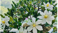 Cây phong thủy mỗi ngày: 4 loại cây 'đại cát' của nhà giàu, rất nên trồng trong nhà