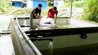 Nông thôn Tây Bắc: Trao 'cần câu' cho nông dân vùng cao nuôi cá tầm VietGAP, mở hướng làm giàu bền vững