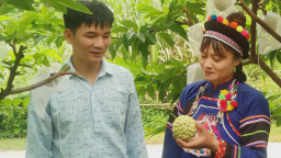 Một huyện ở Lào Cai thu hoạch gần 1.500 tấn na, đạt giá trị trên 44 tỷ đồng