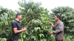 Toàn cầu trong 'cơn khát', giá một loại hạt thơm phức của Việt Nam tăng mạnh chưa từng có