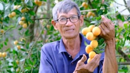 Lần đầu tiên, tỉnh Vĩnh Long tổ chức ngày hội cho trái thanh trà