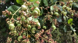 Trước sáp nhập, tỉnh Bình Phước có mấy cái nhất trong nông nghiệp, có mấy thành phố, có bao nhiêu thị xã?