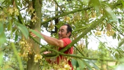 Tỷ phú Lâm Đồng, cả làng này ở Đạ Huoai chỉ có nhà một ông nông dân thu 15 tỷ từ trồng 'cây tiền tỷ'