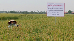 Có giống nếp đặc sản Hải Dương vị ngậy bùi, thơm dẻo, nhiều nơi nhầm là nếp cái hoa vàng