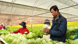 Xuất khẩu rau quả Việt Nam mang thêm nhiều tỷ USD,  'khối công lẫn khối tư' phải làm gì?