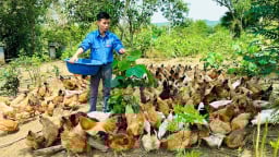 Về quê nuôi gà, chăn lợn tiêu chuẩn VietGAP, thanh niên Nghệ An thoát nghèo nhanh, lan tỏa mô hình tốt